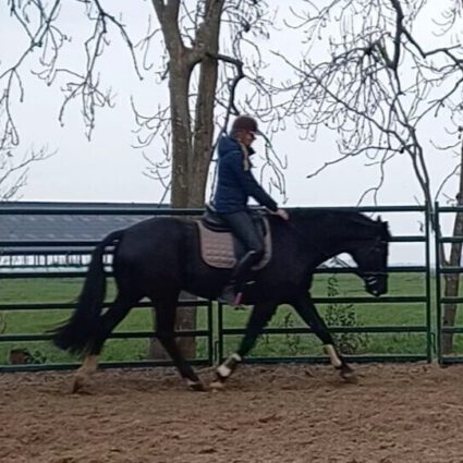 Zadelmak Maken - - Cornerstone Horsemanship
