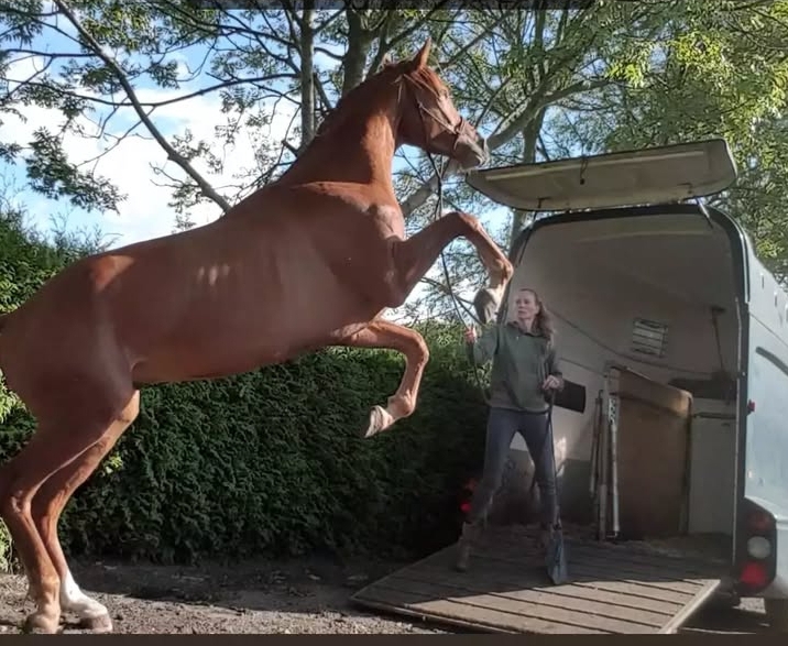 Trailerladen trainer - - Cornerstone Horsemanship - - Naturasl Horsemanship