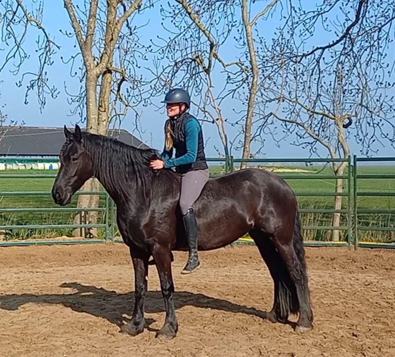 Zadelmak maken - - Cornerstone Horsemanship
