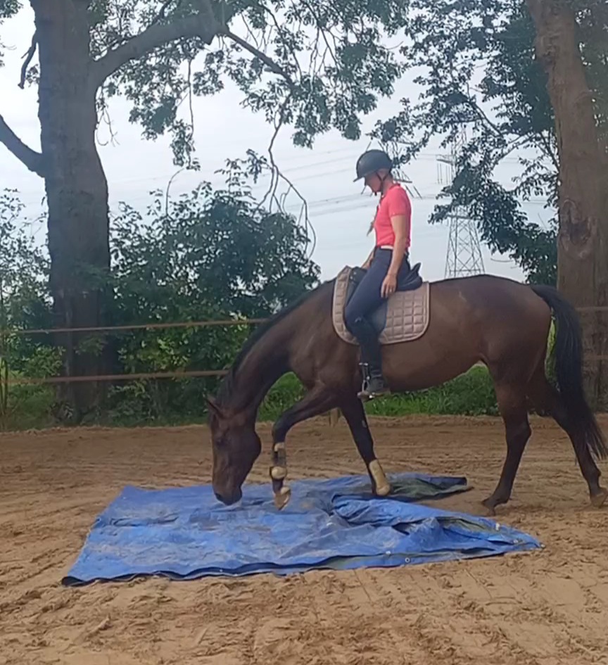 Paard met vertrouwen over het zeil