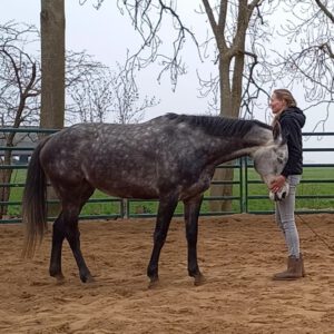 Cornerstone Horsemanship Connectie met paard