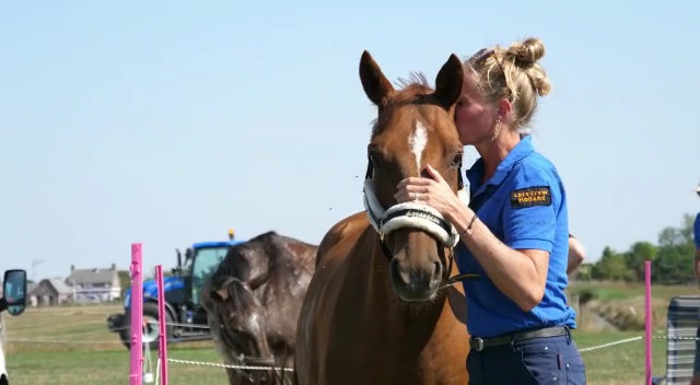 Connectie paard Cornerstone horsemanschip